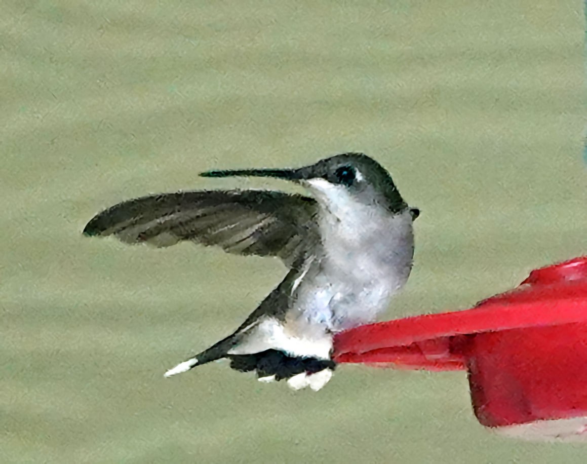 Ruby-throated Hummingbird - ML618819348
