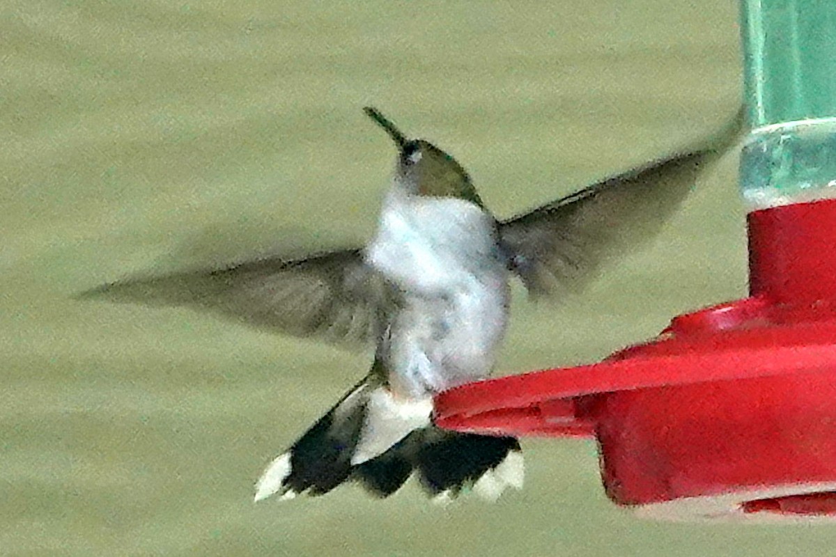Ruby-throated Hummingbird - ML618819350