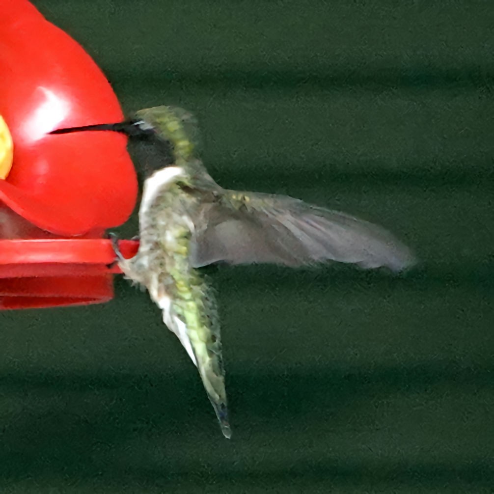 Ruby-throated Hummingbird - Doug Wassmer