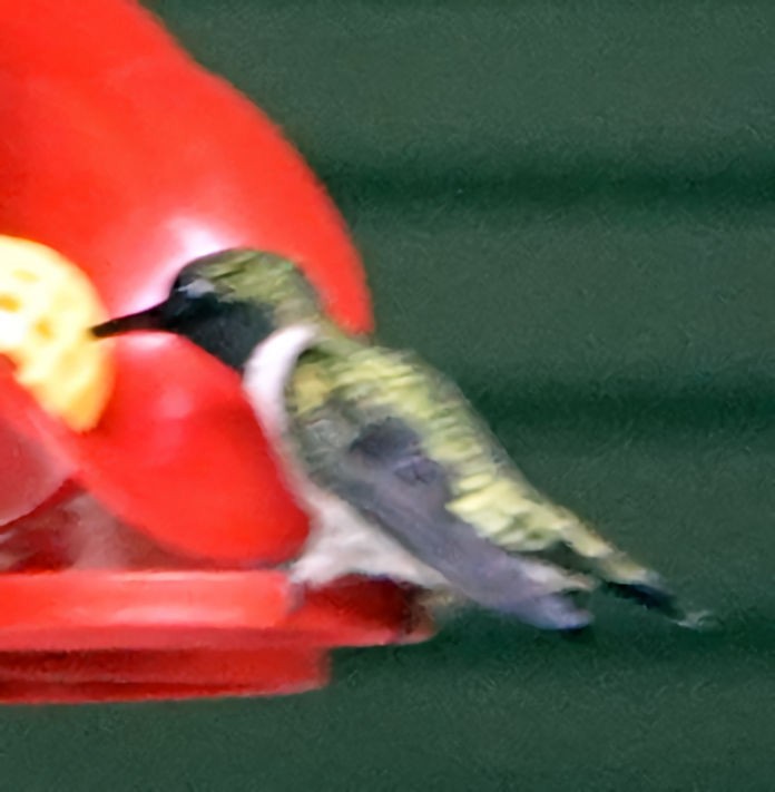Ruby-throated Hummingbird - ML618819352