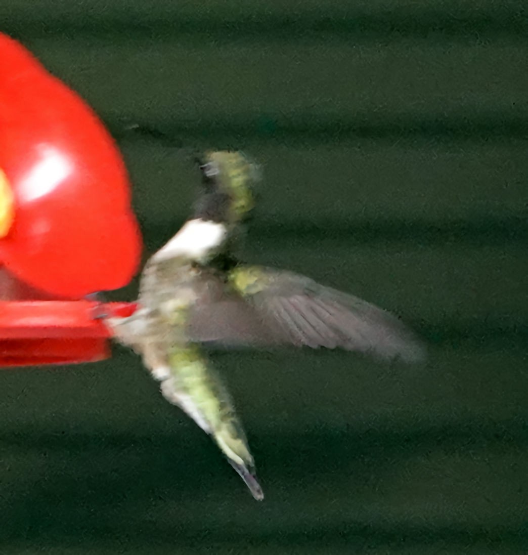Ruby-throated Hummingbird - Doug Wassmer