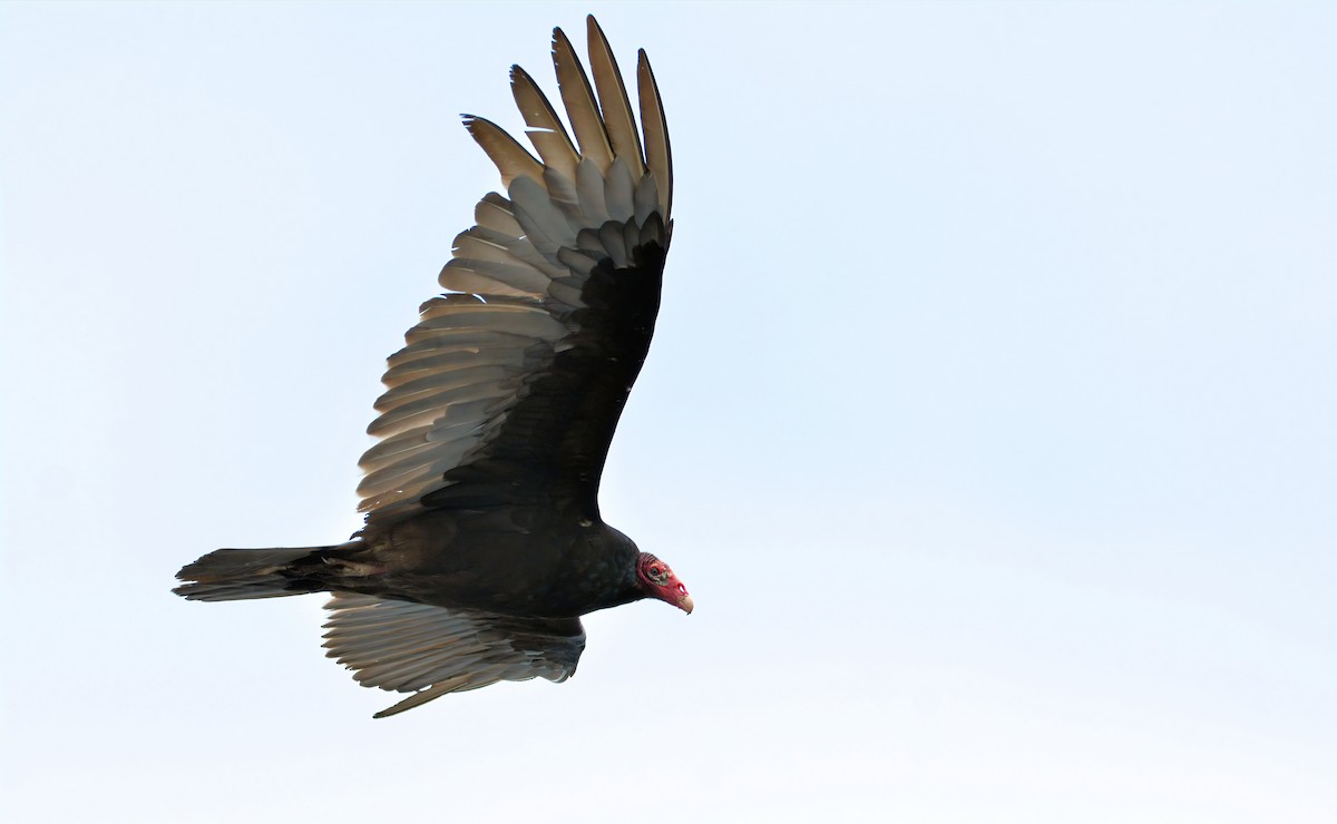 Turkey Vulture - Janette Vohs