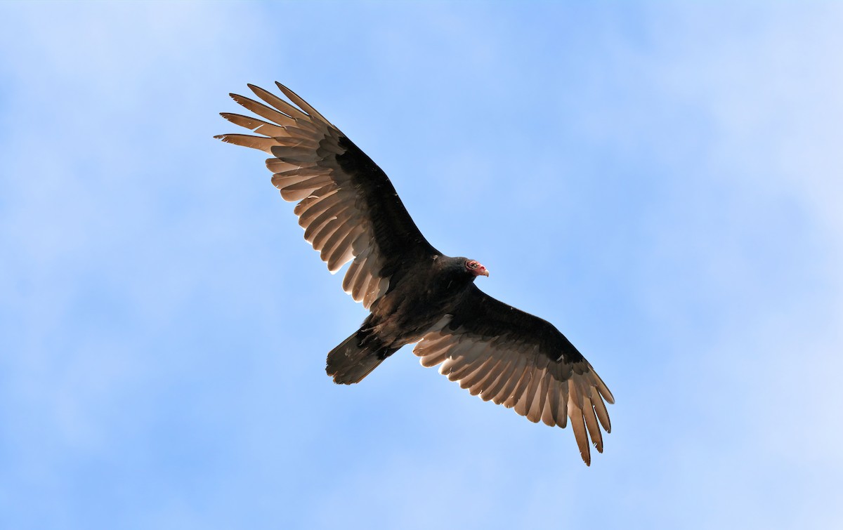 Turkey Vulture - Janette Vohs