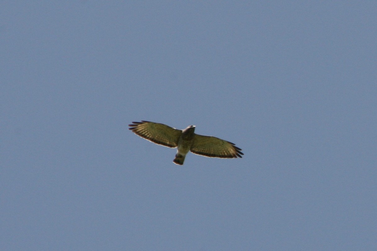 Broad-winged Hawk - Zita Robertson