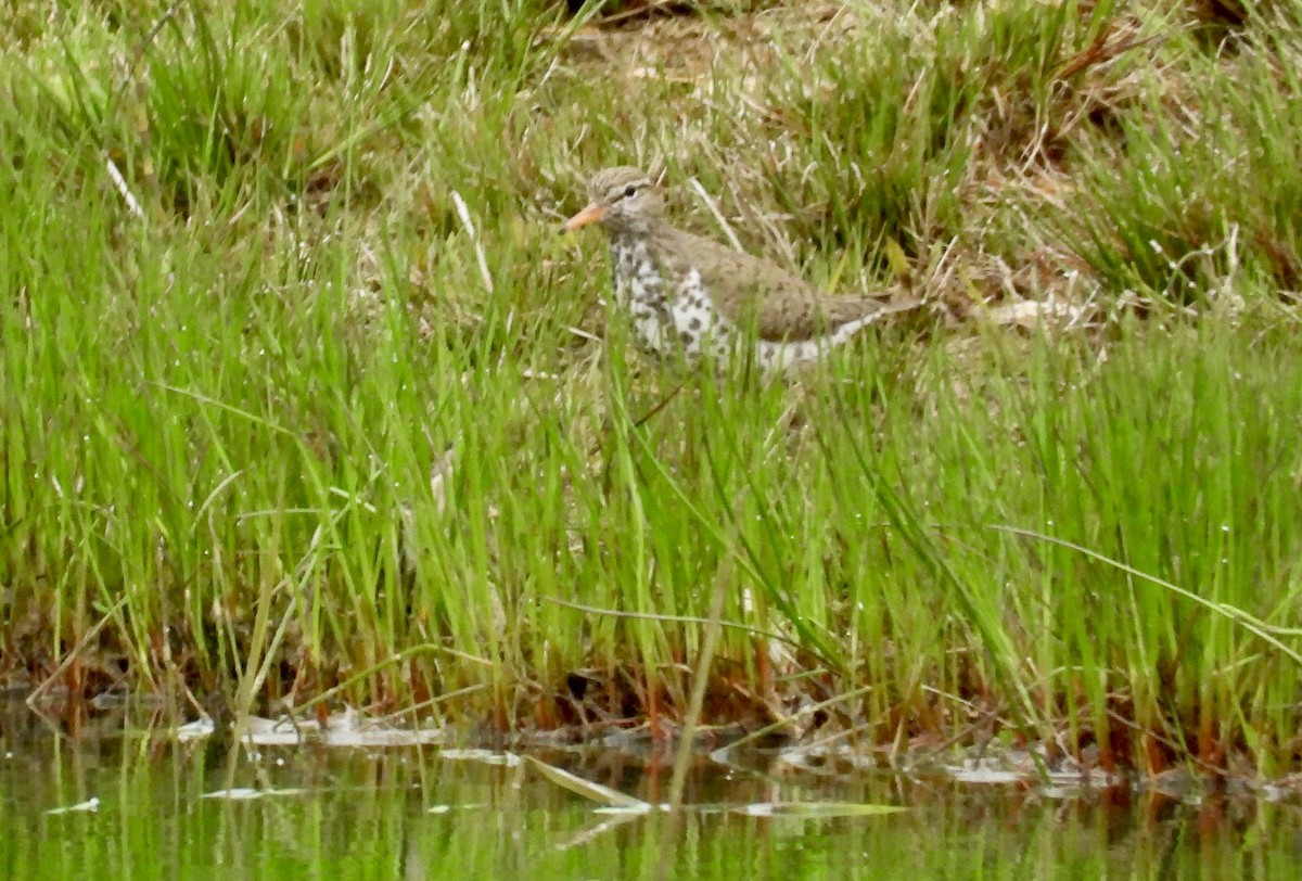 Spotted Sandpiper - Cindy  Ward