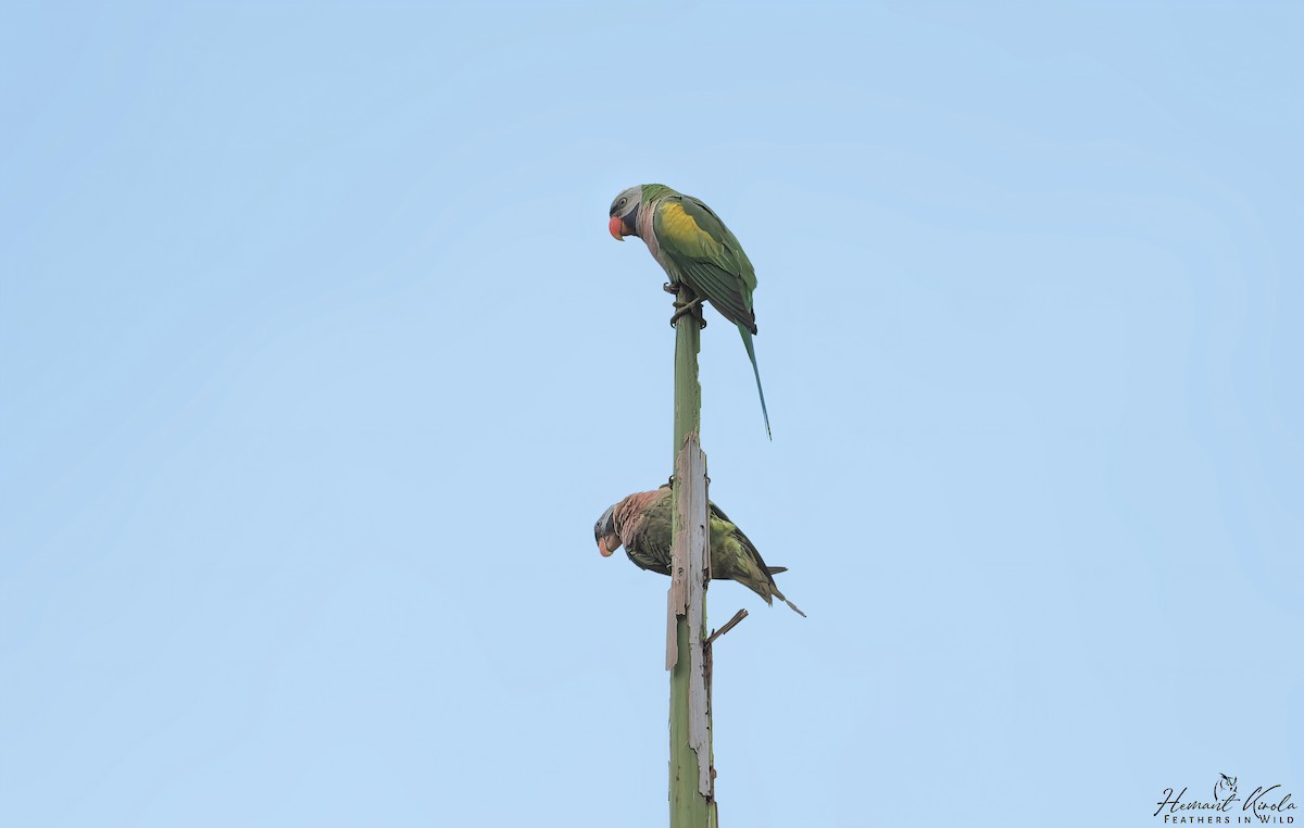 Gül Göğüslü Yeşil Papağan - ML618819449