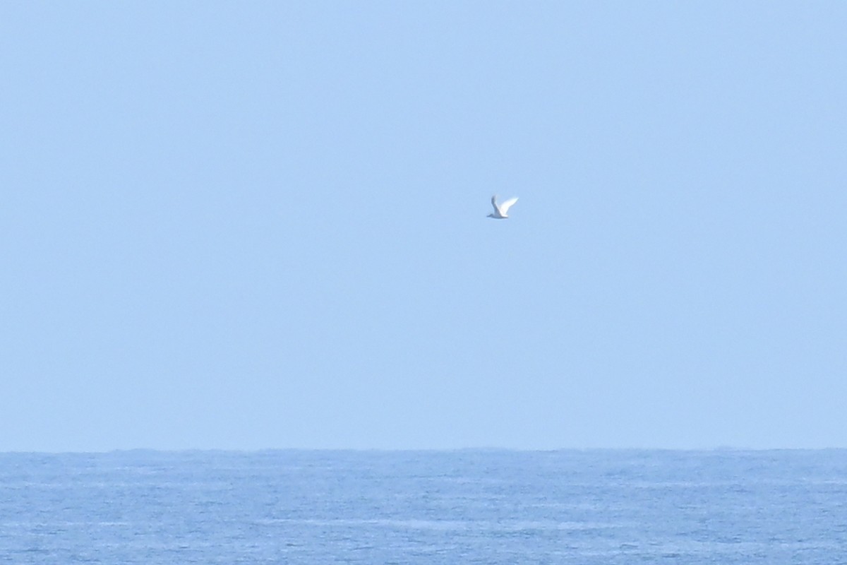 Red-tailed Tropicbird - ML618819457