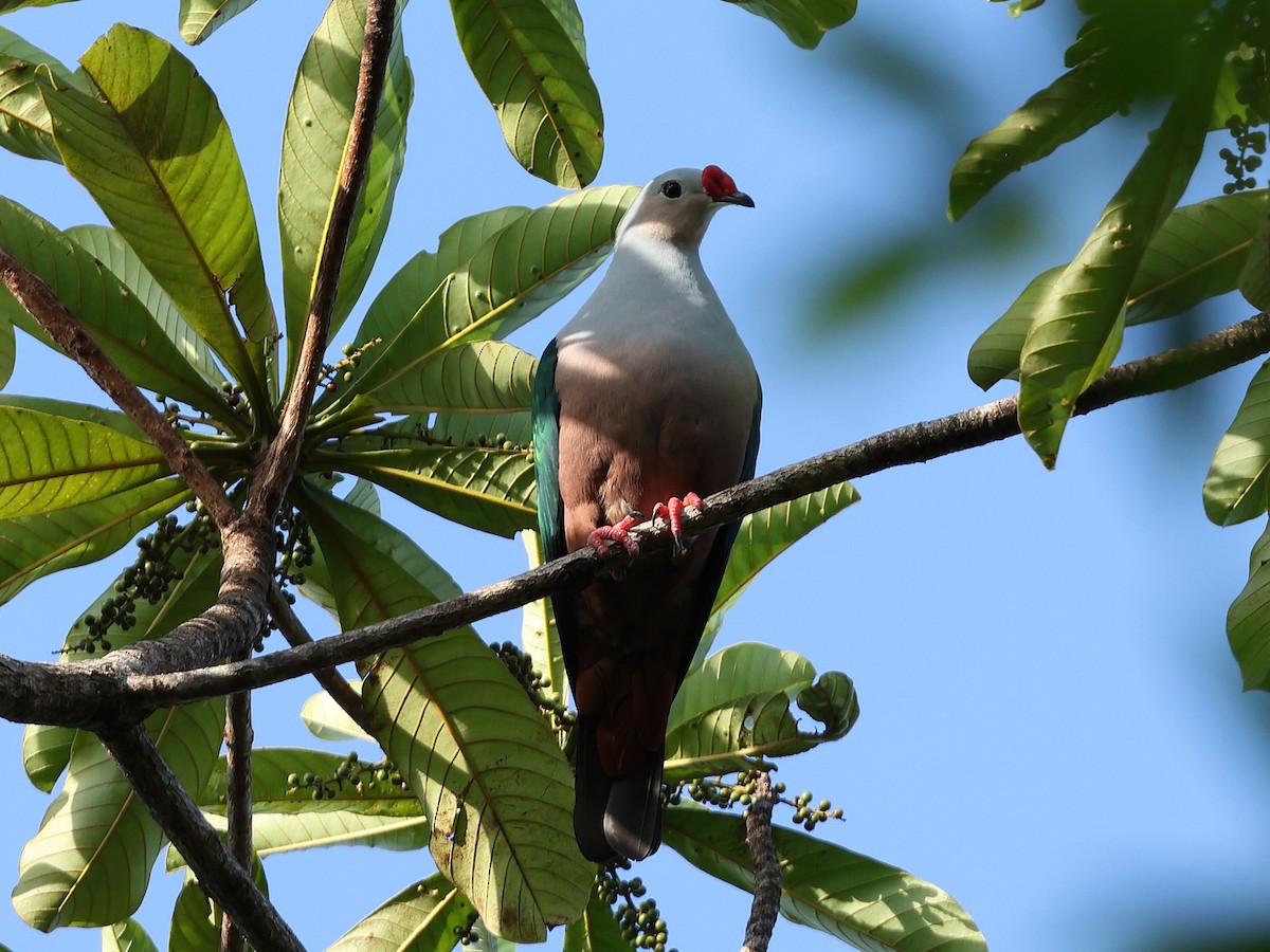 Red-knobbed Imperial-Pigeon - ML618819472