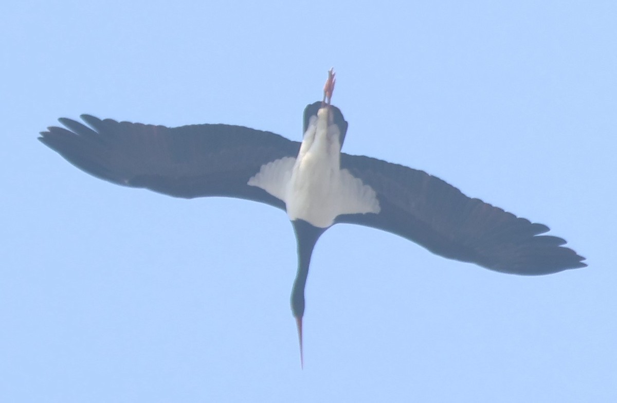 Black Stork - ML618819486