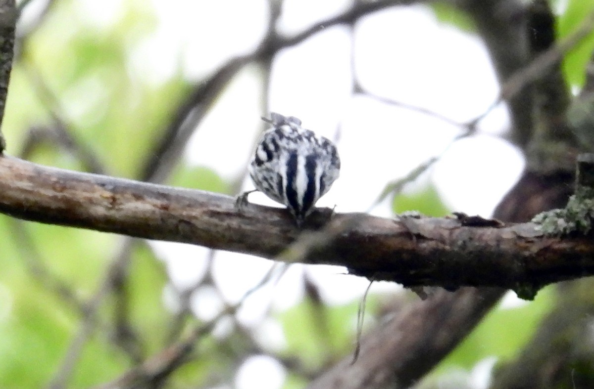 Black-and-white Warbler - ML618819488