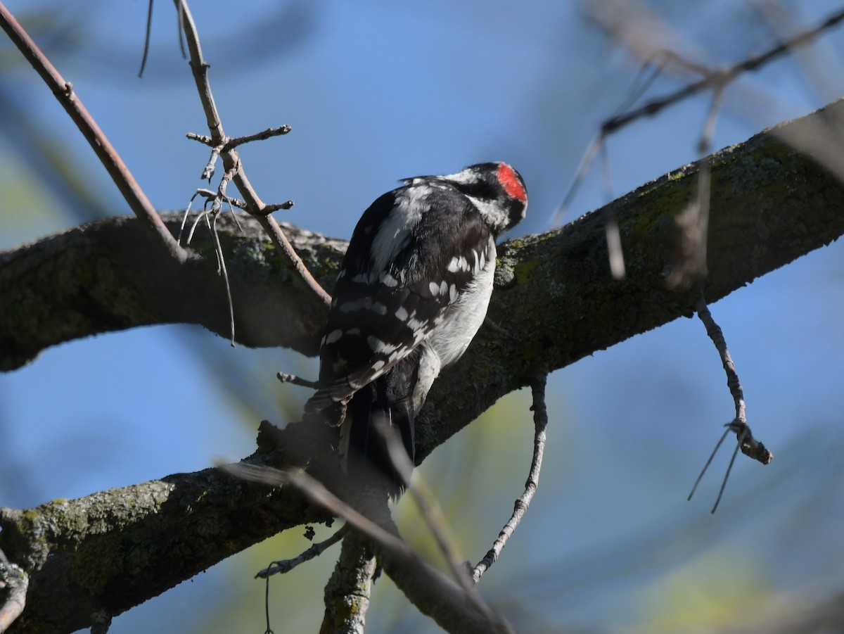 Downy Woodpecker - ML618819494