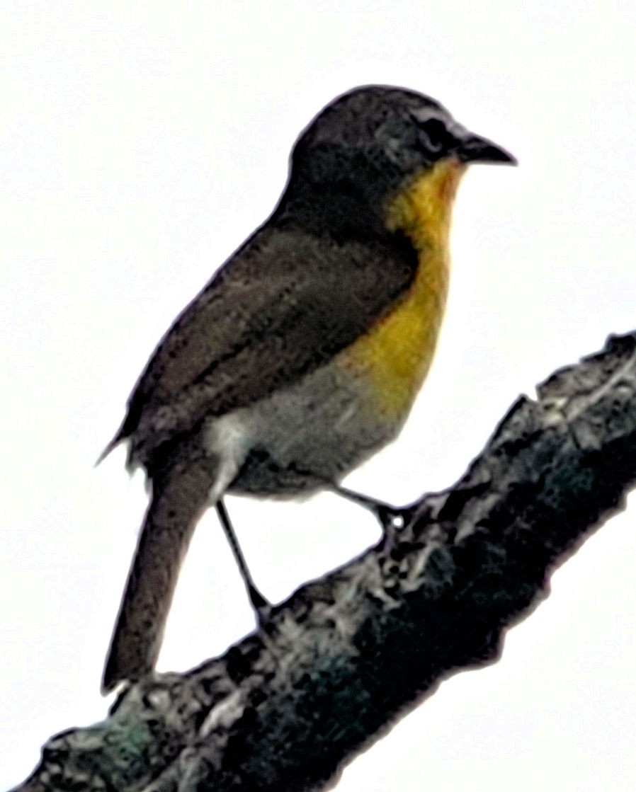 Yellow-breasted Chat - ML618819521