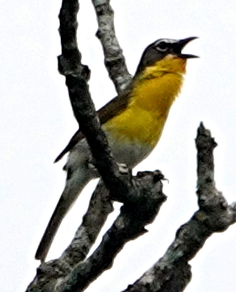 Yellow-breasted Chat - ML618819522