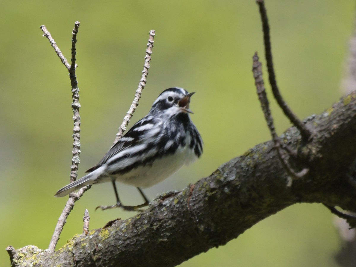 Black-and-white Warbler - ML618819536