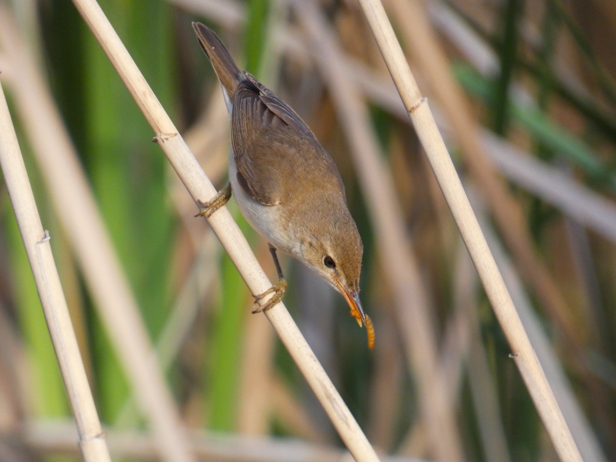 Common Reed Warbler - ML618819537
