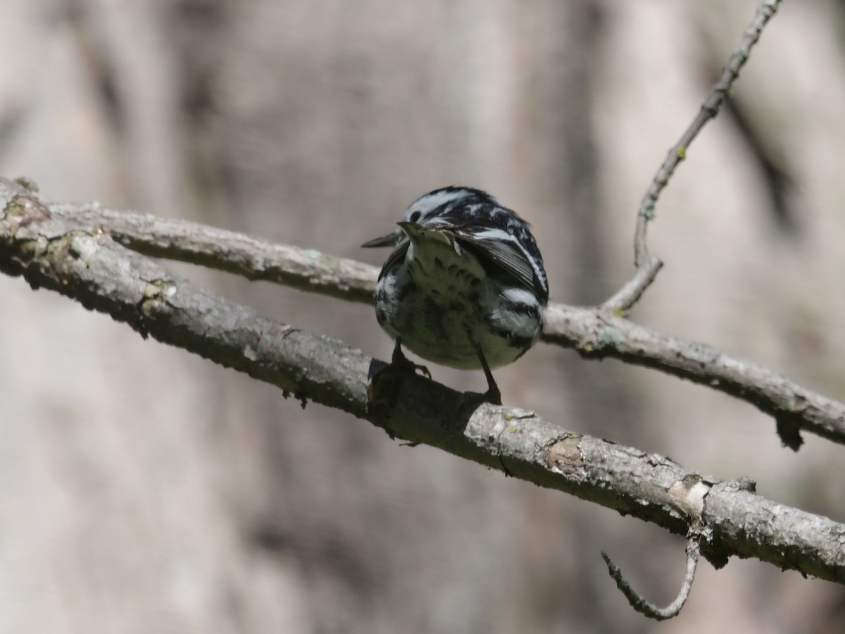 Black-and-white Warbler - ML618819538