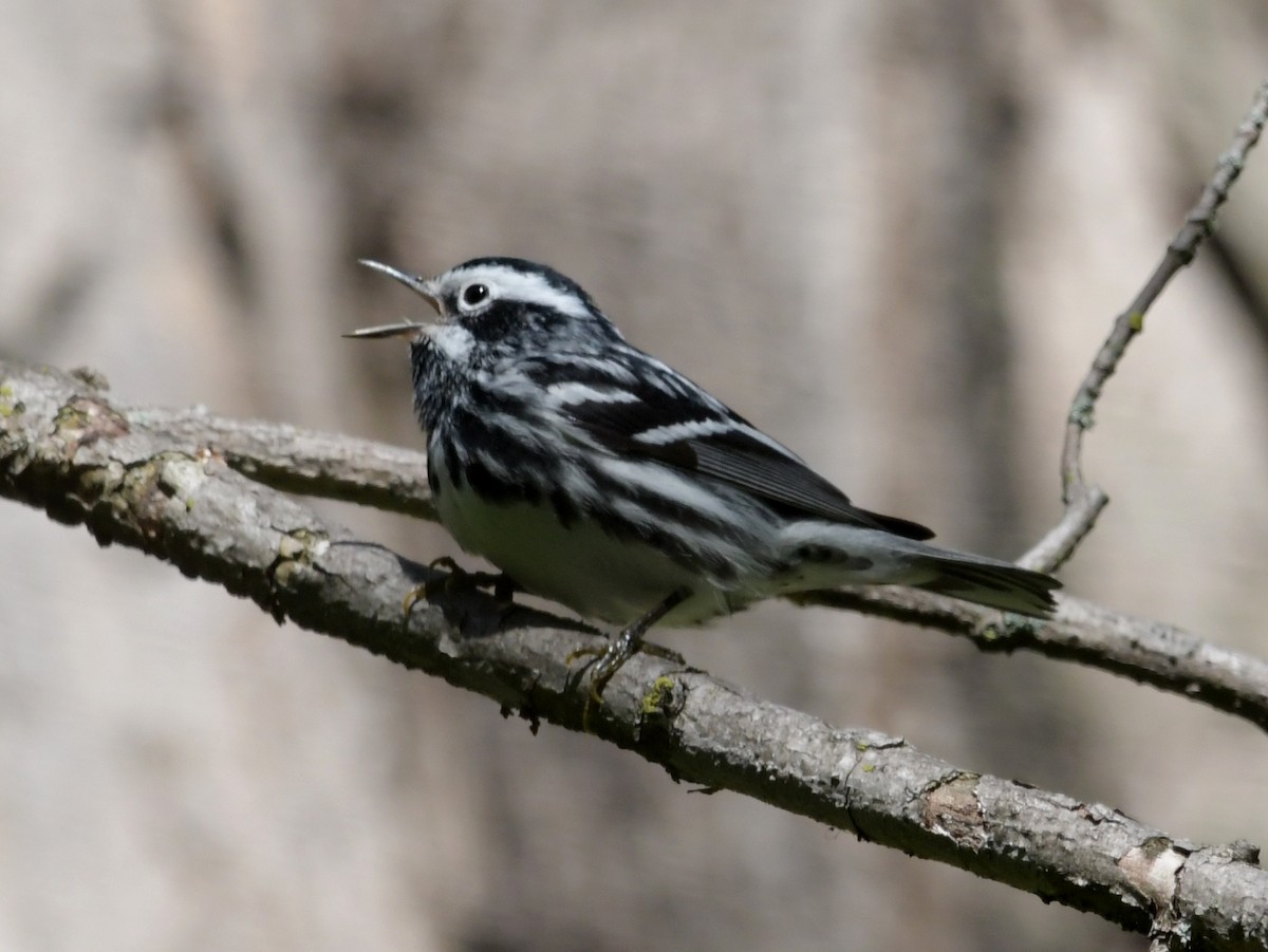 Black-and-white Warbler - David Drews