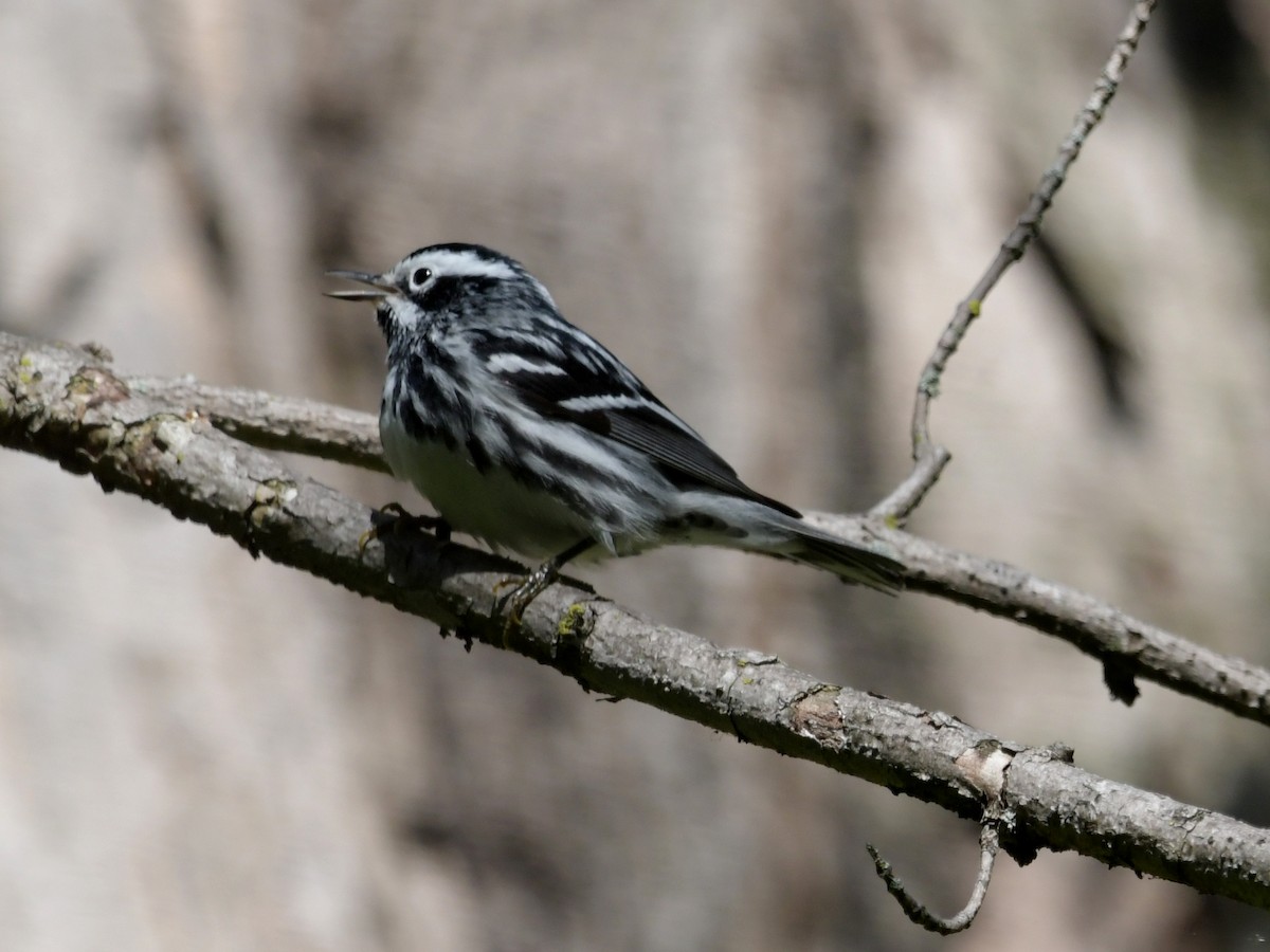 Black-and-white Warbler - David Drews