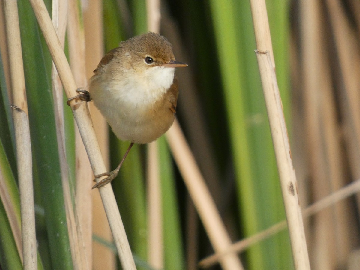 Common Reed Warbler - ML618819553