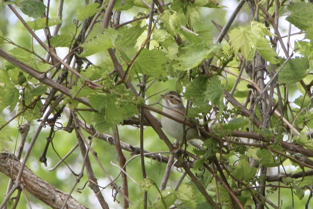 Clay-colored Sparrow - ML618819560