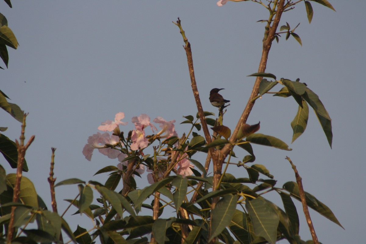 Purple-rumped Sunbird - Soorya Senthil kumar
