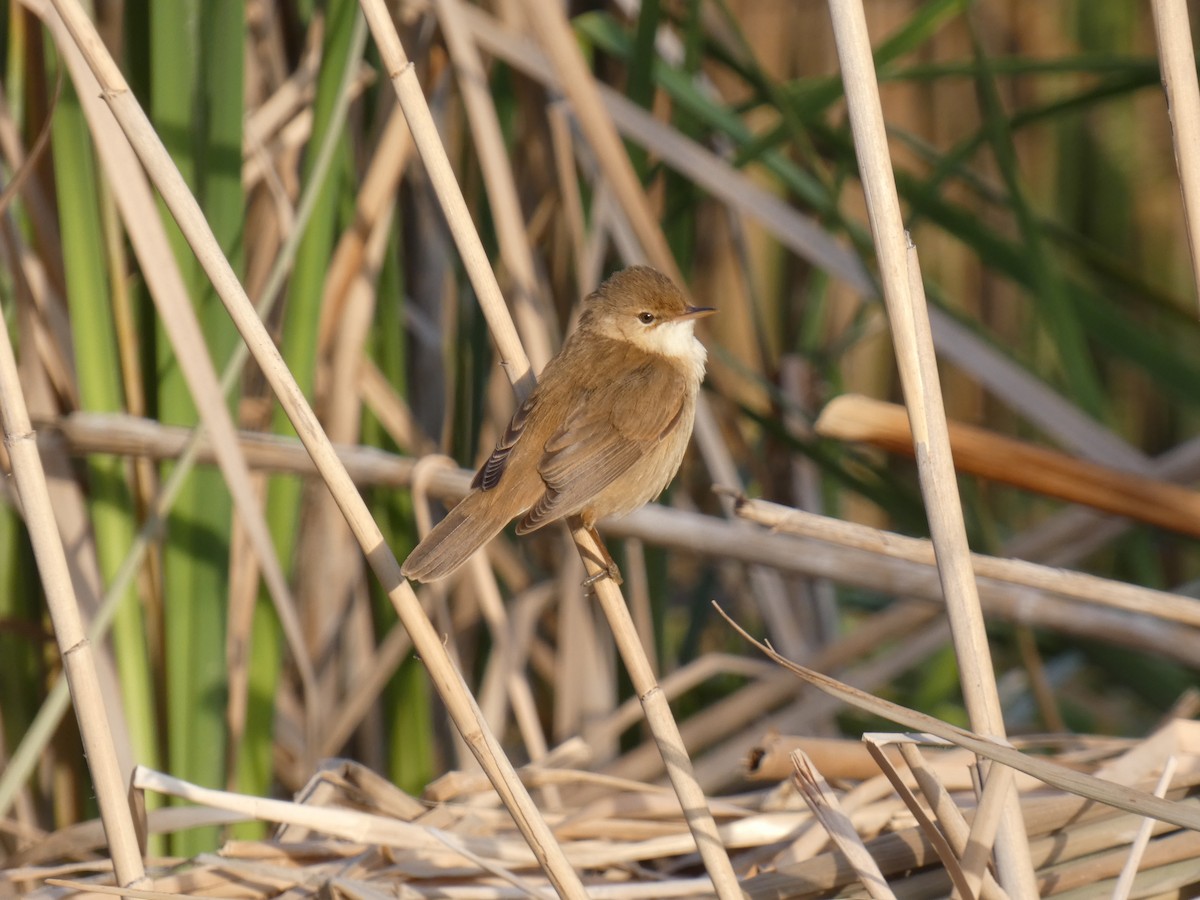 Common Reed Warbler - ML618819566