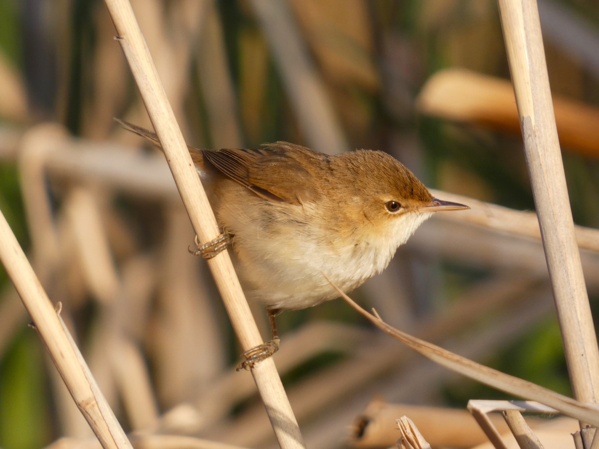 Common Reed Warbler - ML618819579