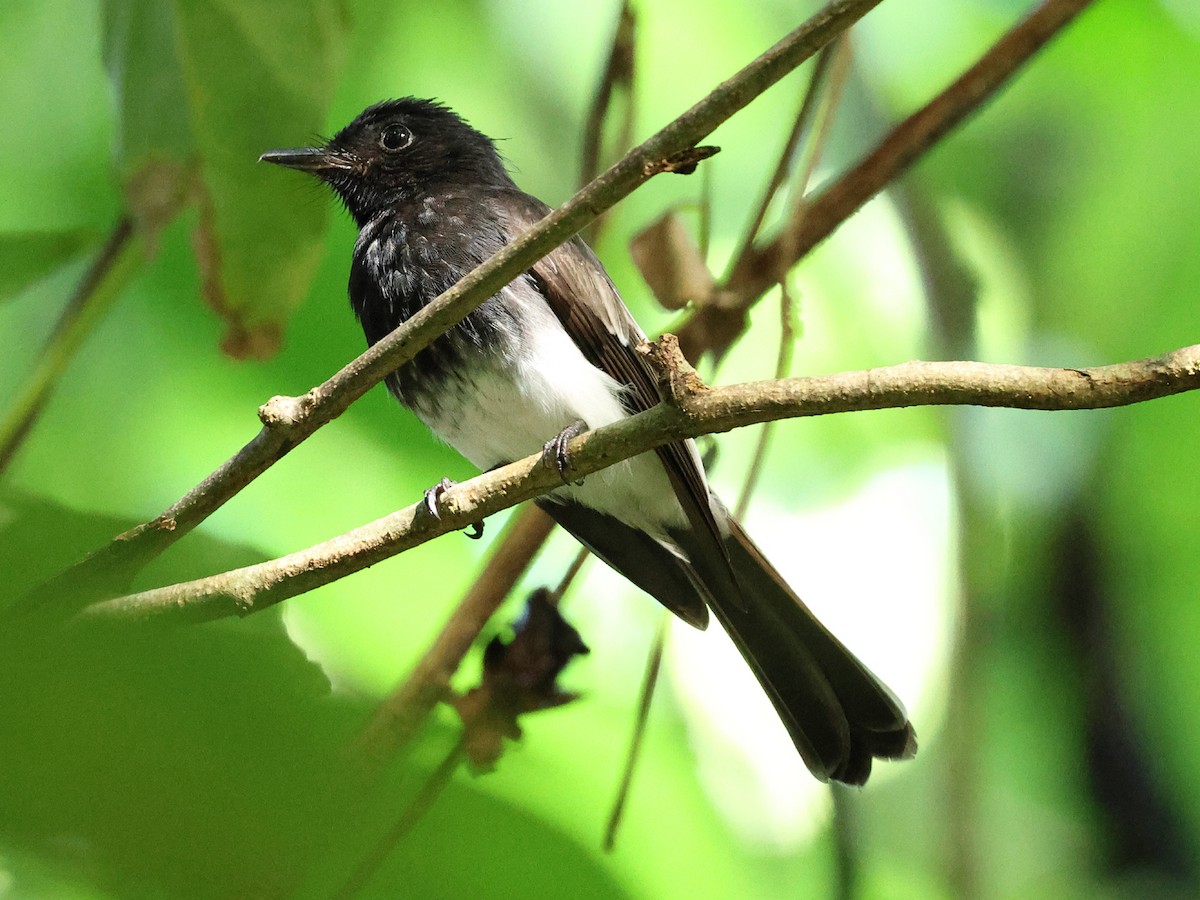 White-winged Fantail - ML618819582