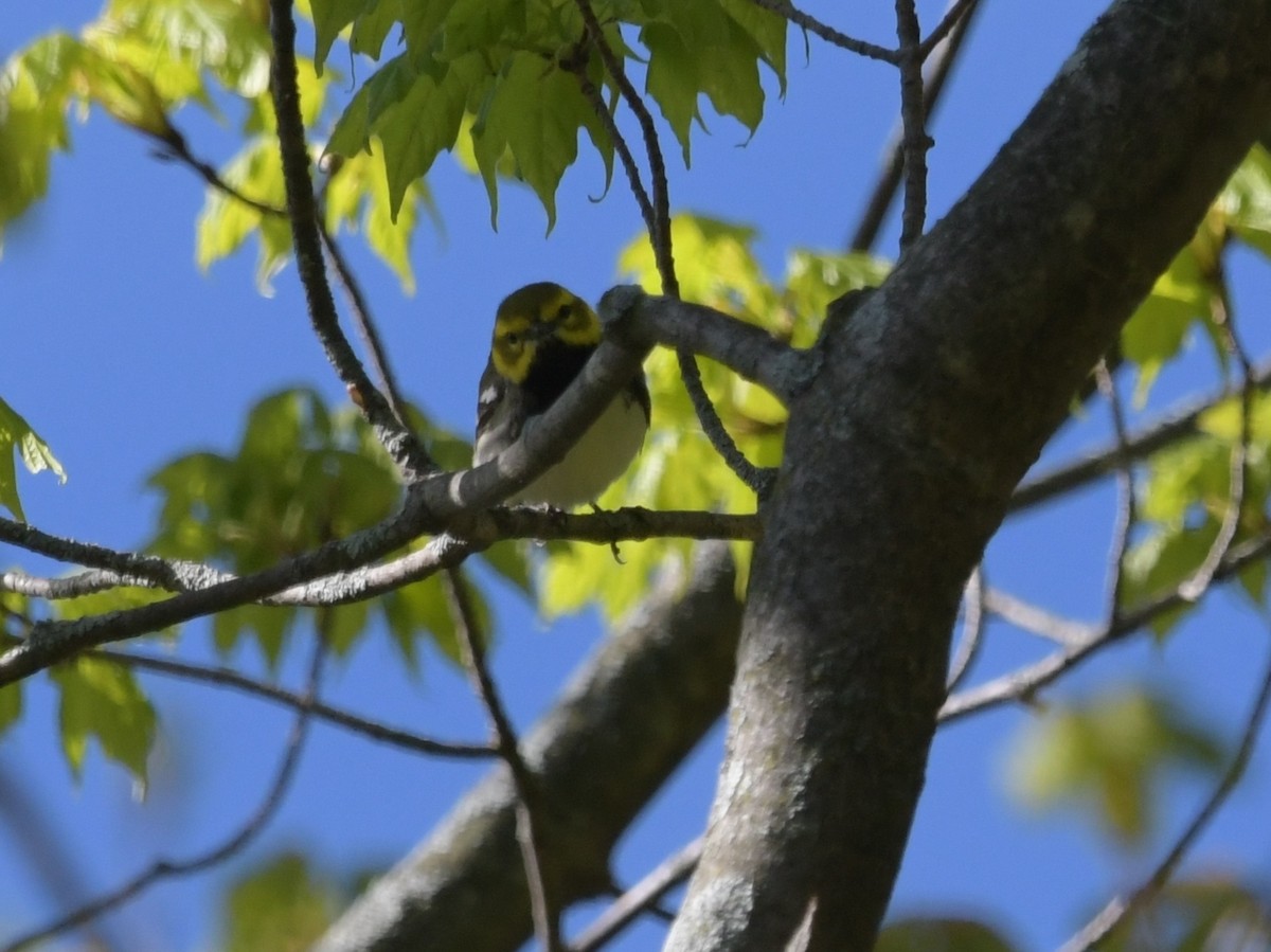 Black-throated Green Warbler - David Drews
