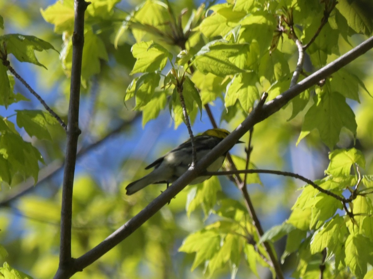 Black-throated Green Warbler - David Drews
