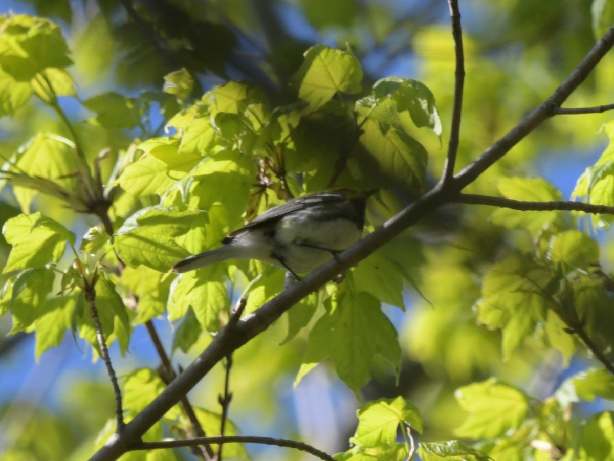 Black-throated Green Warbler - ML618819620
