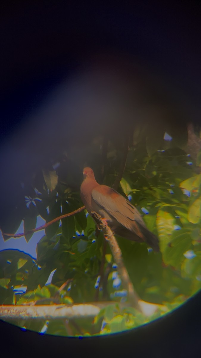 Red-billed Pigeon - Suraima Escolastico