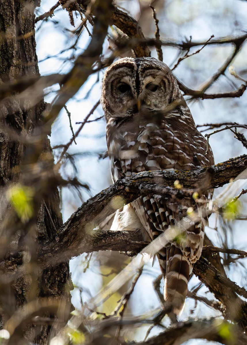 Barred Owl - William Rideout