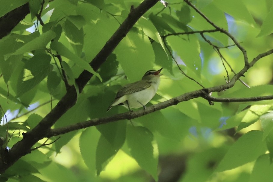 Red-eyed Vireo - Jacob Riggs