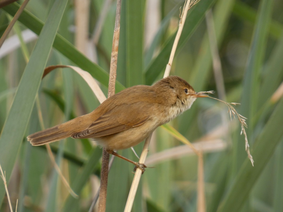 Common Reed Warbler - ML618819664