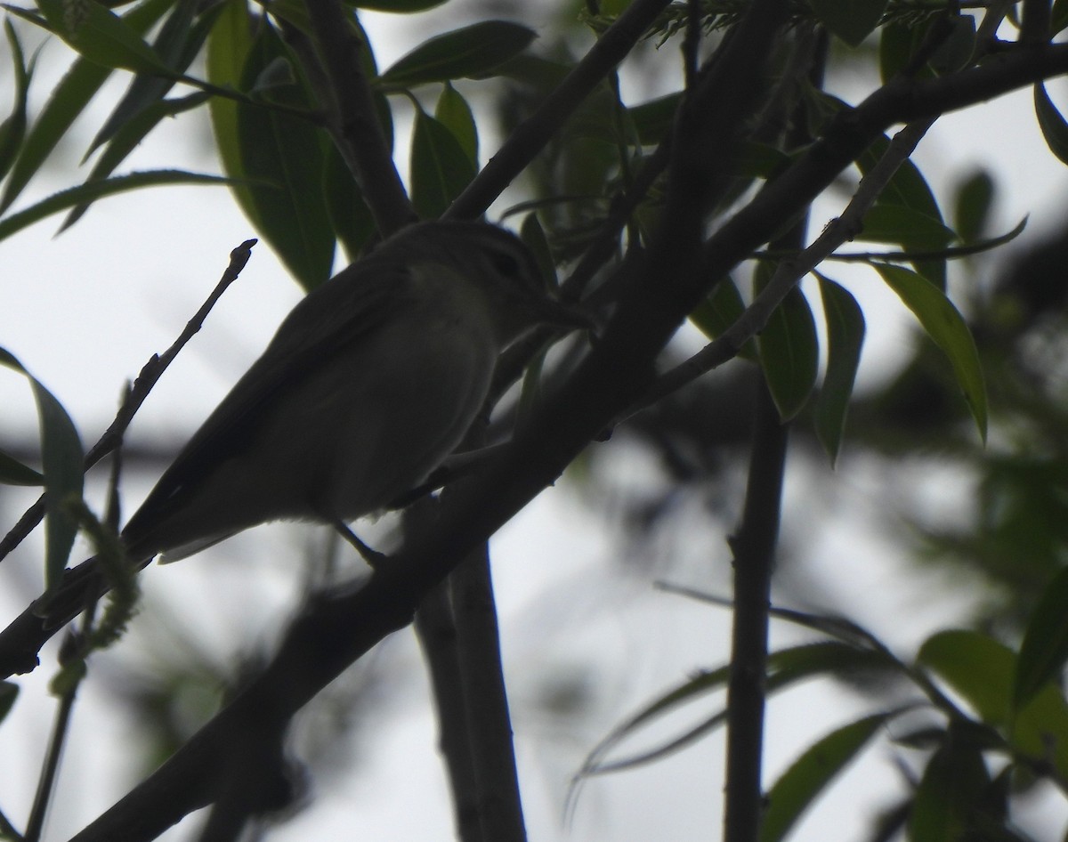 Red-eyed Vireo - The Hutch