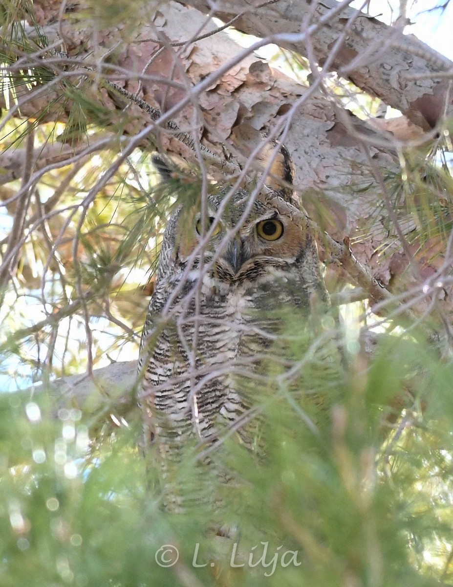 Great Horned Owl - Lorri Lilja