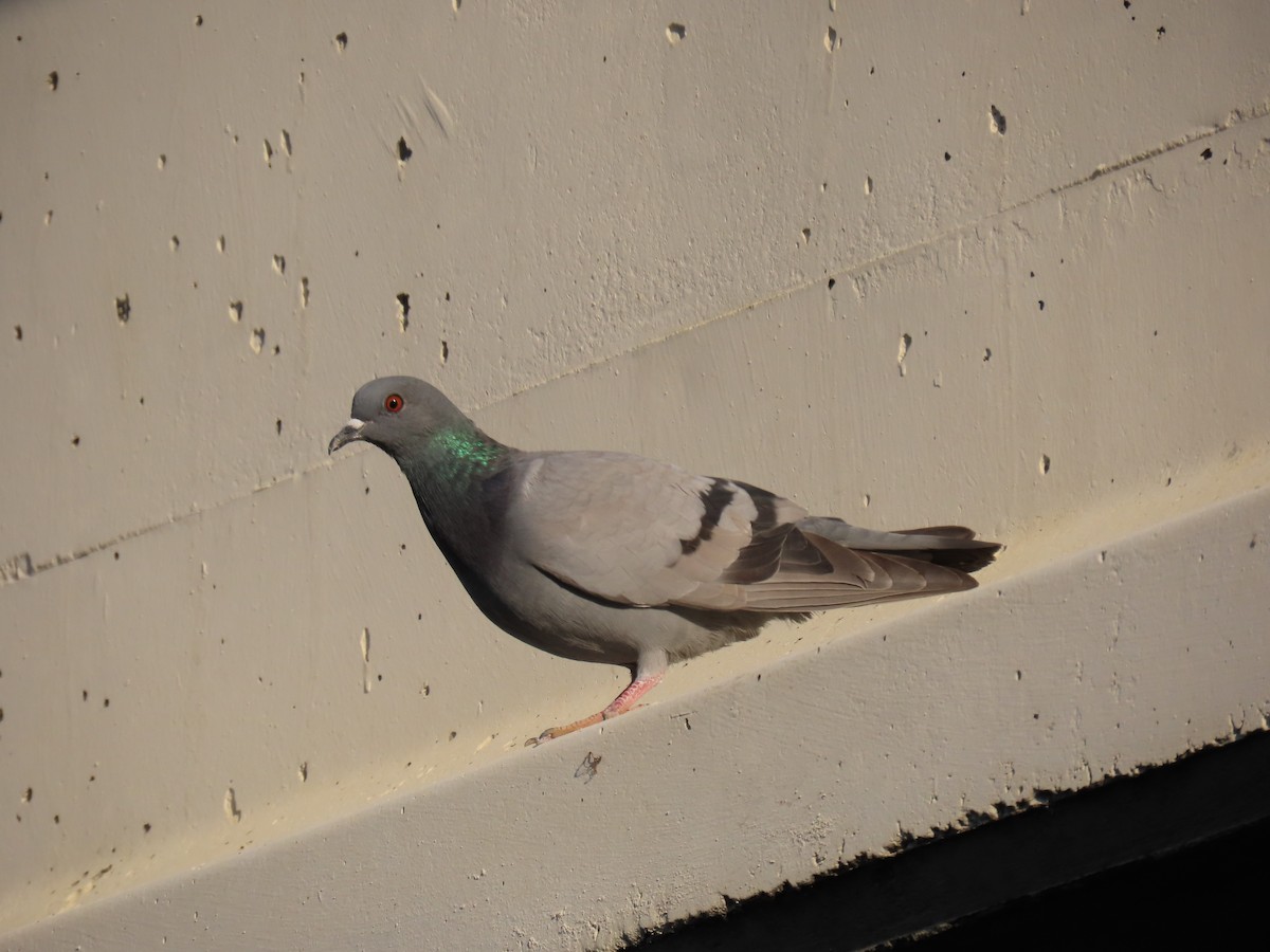 Rock Pigeon (Feral Pigeon) - ML618819674