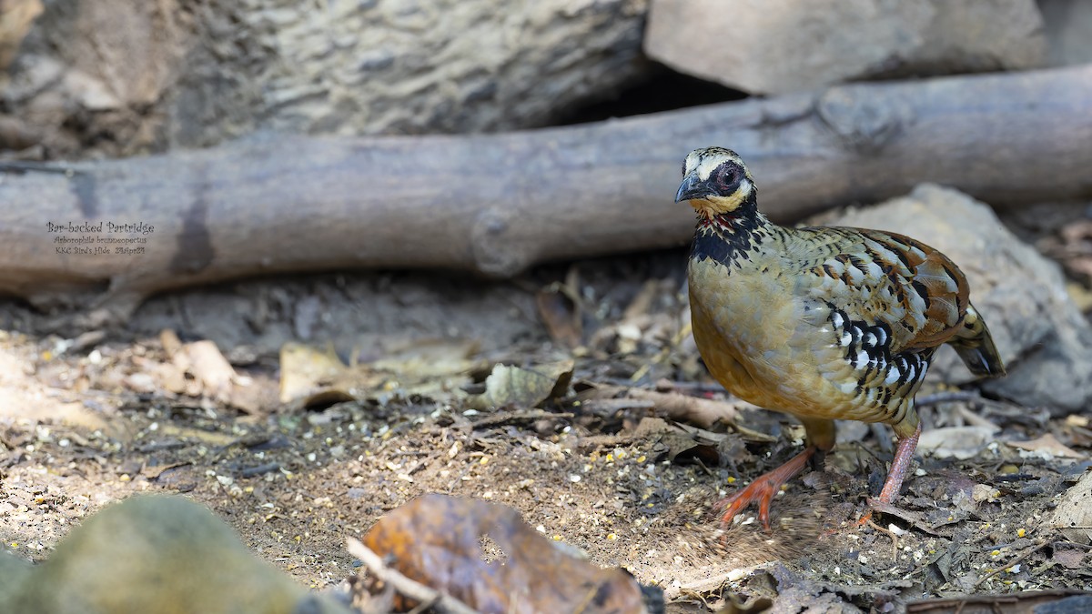 Bar-backed Partridge - Kenneth Cheong