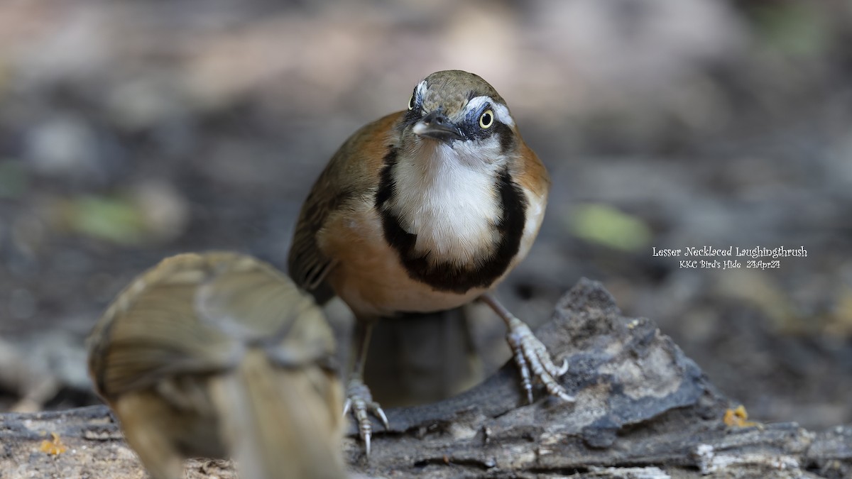 Lesser Necklaced Laughingthrush - ML618819704