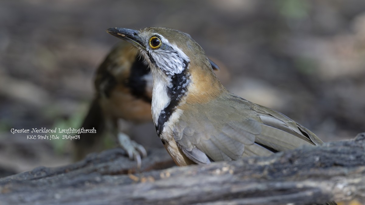 Greater Necklaced Laughingthrush - ML618819712