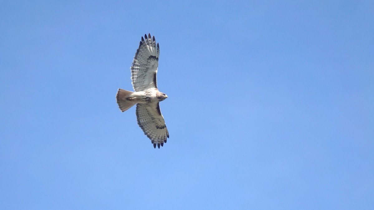 Red-tailed Hawk - Barry Day