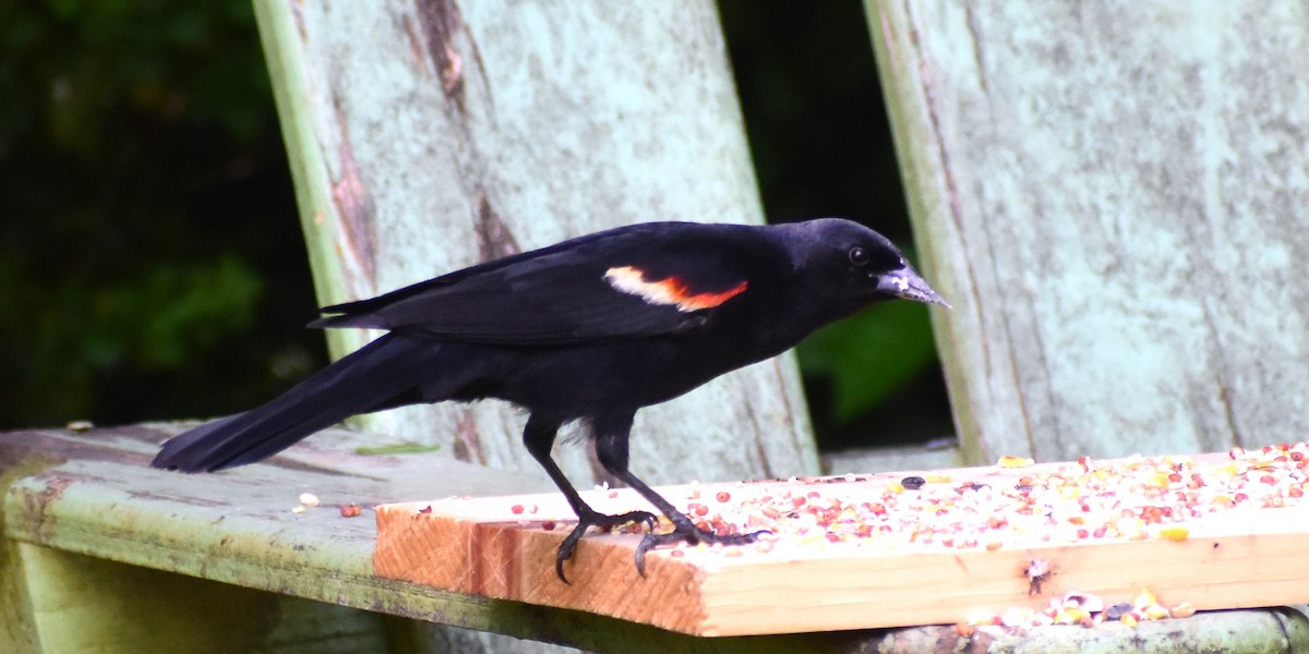 Red-winged Blackbird - Ed Leathers