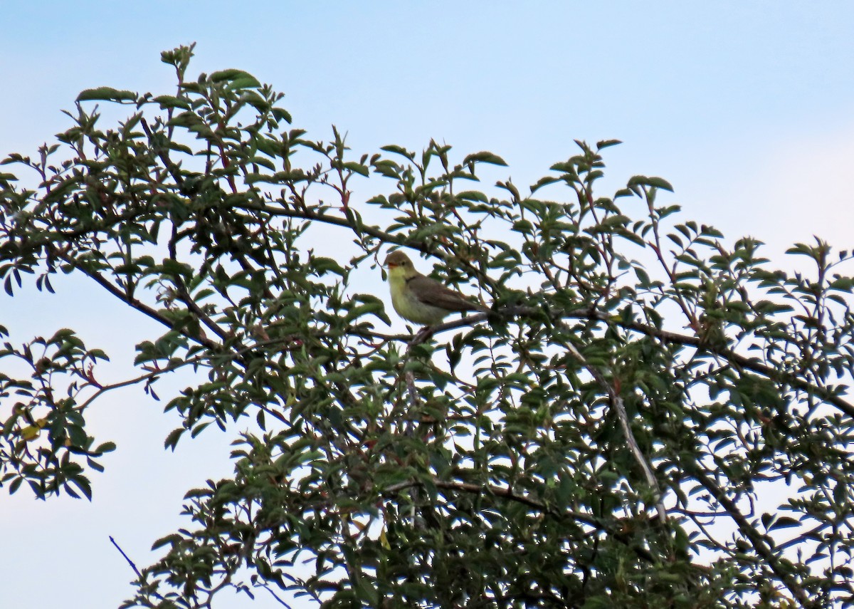 Melodious Warbler - ML618819747