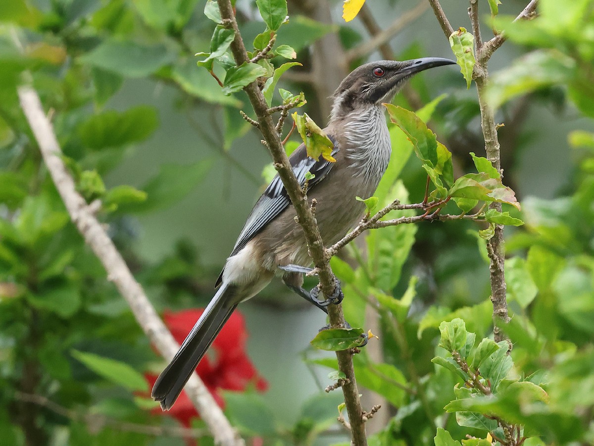 New Caledonian Friarbird - Mark Newsome
