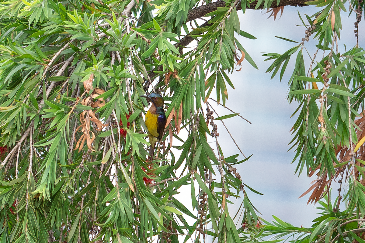 Ornate Sunbird - nathamon kongsawat