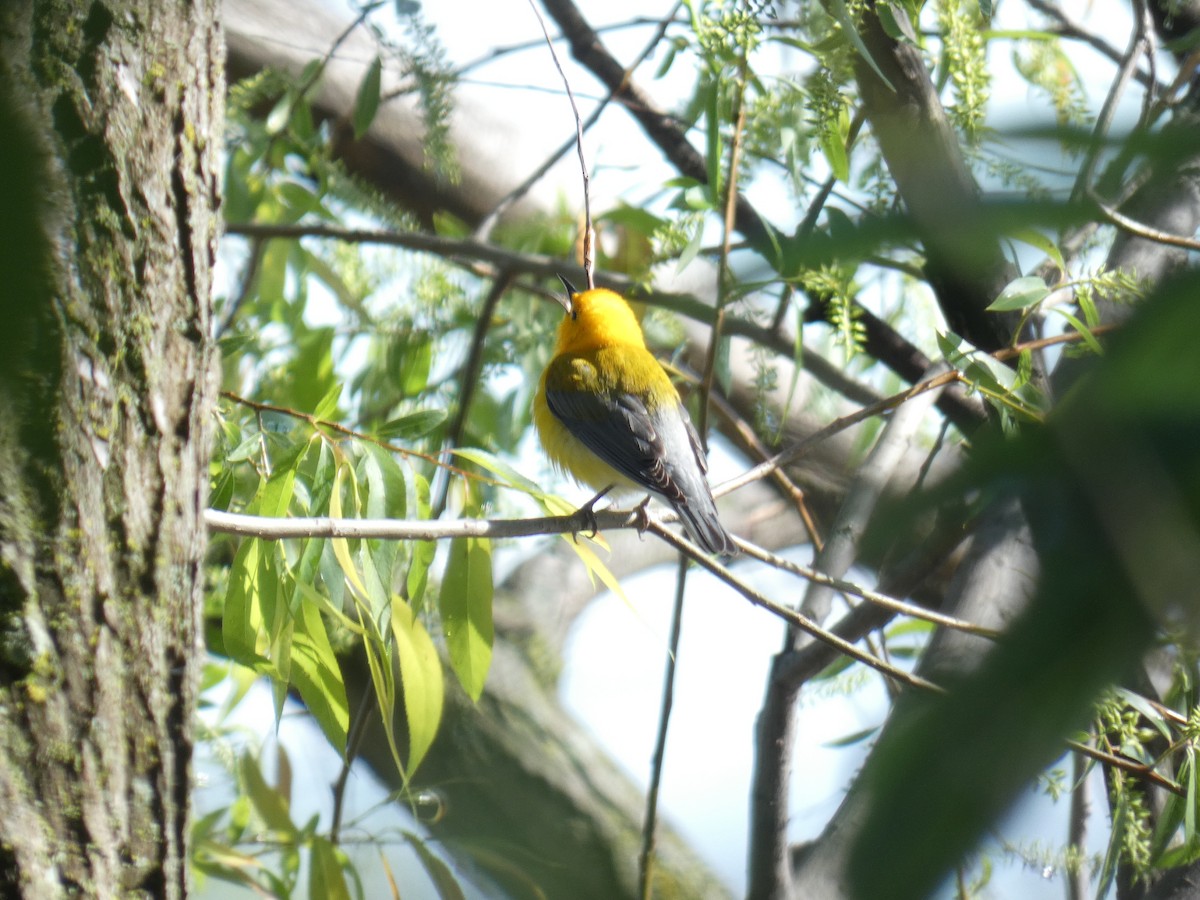 Prothonotary Warbler - David Riddle