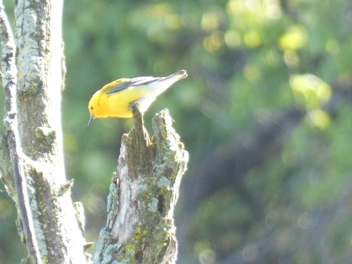 Prothonotary Warbler - ML618819819