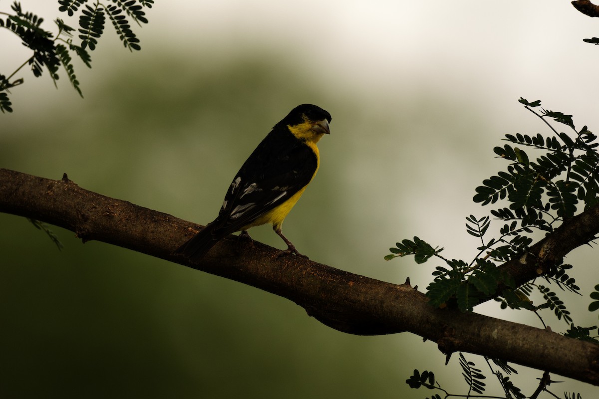 Lesser Goldfinch - Isaiah Erven