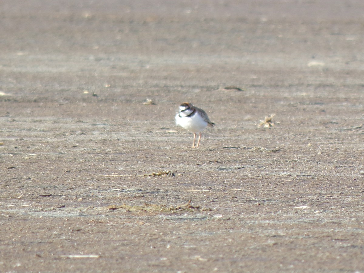 Collared Plover - ML618819830